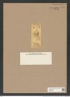 Dicladiopsis (Dicladia?) robusta DT. (de-Toni-Nr.: Genus 151, Species 4196) Zeichnungen Sammlung Grunow Nr. 7767 (NHMW-BOT-W0376996)
